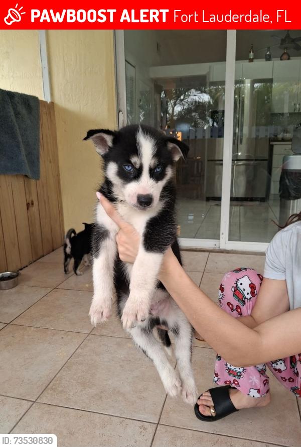 Lost Male Dog last seen Near sw 15th st, fort lauderdale, Florida 33312, Fort Lauderdale, FL 33312