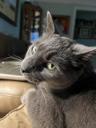 Lost Male Cat last seen Benedictine, Port St. Lucie, FL 34983