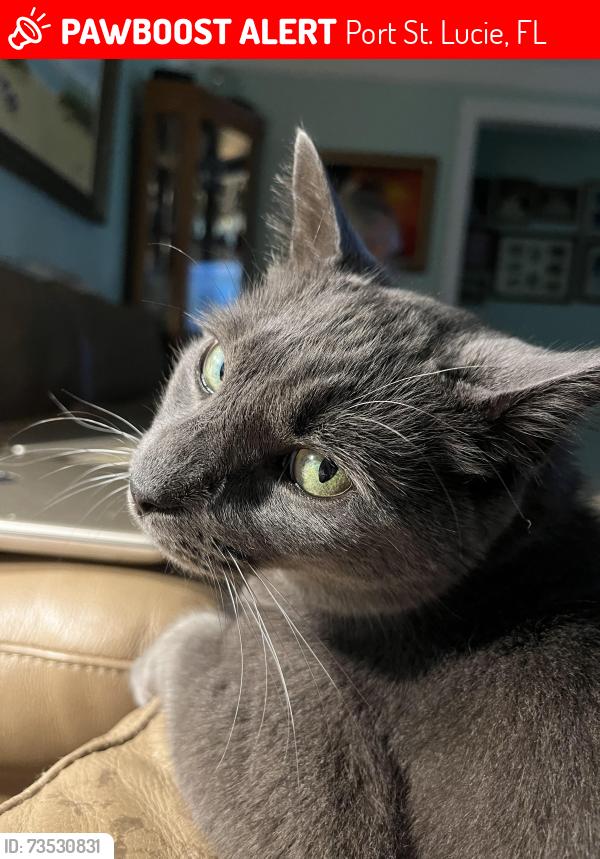 Lost Male Cat last seen Benedictine, Port St. Lucie, FL 34983