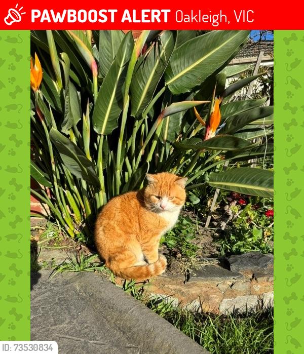 Lost Male Cat last seen Tamar grove and Princess hwy Oakleigh, Oakleigh, VIC 3166