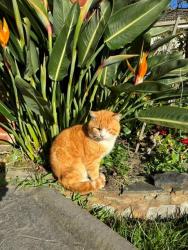 Lost Male Cat last seen Tamar grove and Princess hwy Oakleigh, Oakleigh, VIC 3166