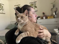 Lost Male Cat last seen My hse, 2760 Monica ln, in hidden grove neighborhood, Palm Harbor, FL 34684