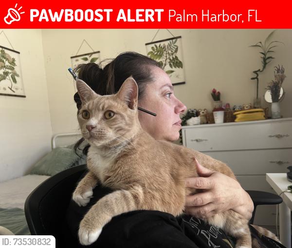 Lost Male Cat last seen My hse, 2760 Monica ln, in hidden grove neighborhood, Palm Harbor, FL 34684