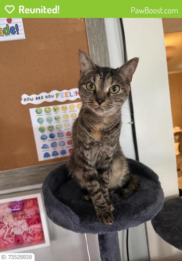Reunited Female Cat last seen Near Phillips Ave, Pittsburgh, PA 15225, USA, Pittsburgh, PA 15225