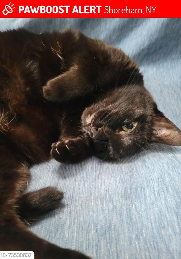 Lost Female Cat last seen Ashley Lane, Shoreham, NY 11786