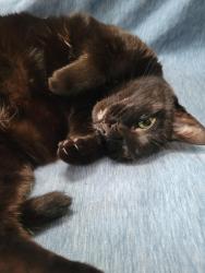 Lost Female Cat last seen Ashley Lane, Shoreham, NY 11786