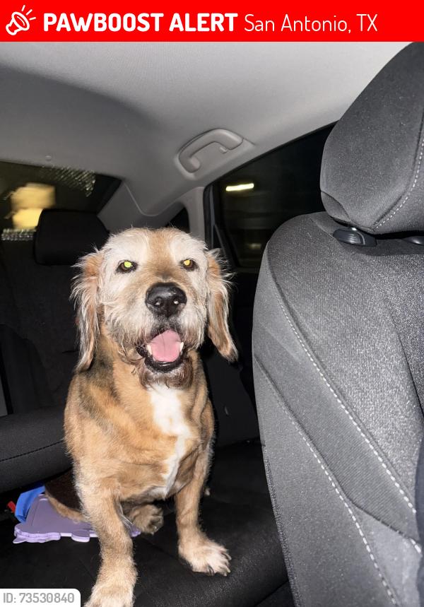 Lost Male Dog last seen Royal Ridge, San Antonio, TX 78239