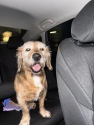 Lost Male Dog last seen Royal Ridge, San Antonio, TX 78239