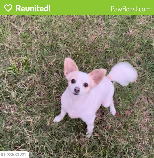 Reunited Female Dog last seen Glenapp and Ballantrae, Land O' Lakes, FL 34638