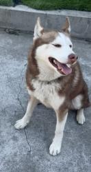 Reunited Male Dog last seen La Porte Ave, San Jose, CA 95122