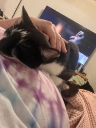 Reunited Female Cat last seen 308th st sw and 12th ave sw, Federal Way, WA 98023