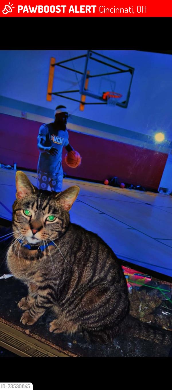 Lost Unknown Cat last seen Cherokee, Cincinnati, OH 45233