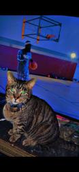 Lost Unknown Cat last seen Cherokee, Cincinnati, OH 45233