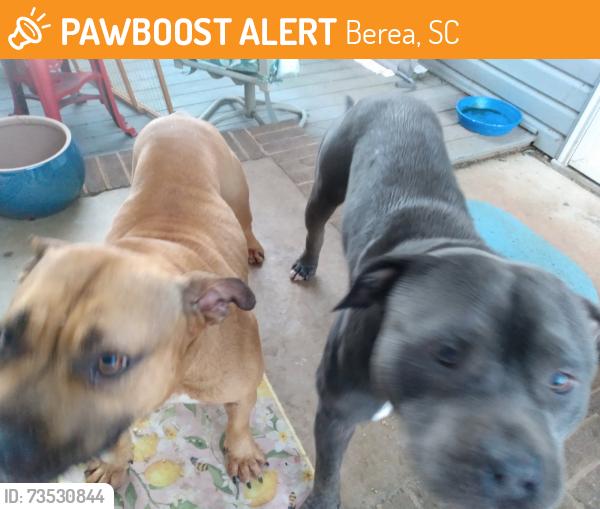 Found/Stray Male Dog last seen White Horse Rd near Ingalls, Berea, SC 29611