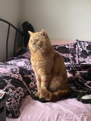 Lost Male Cat last seen North high school, Grosse Pointe Woods, MI 48236