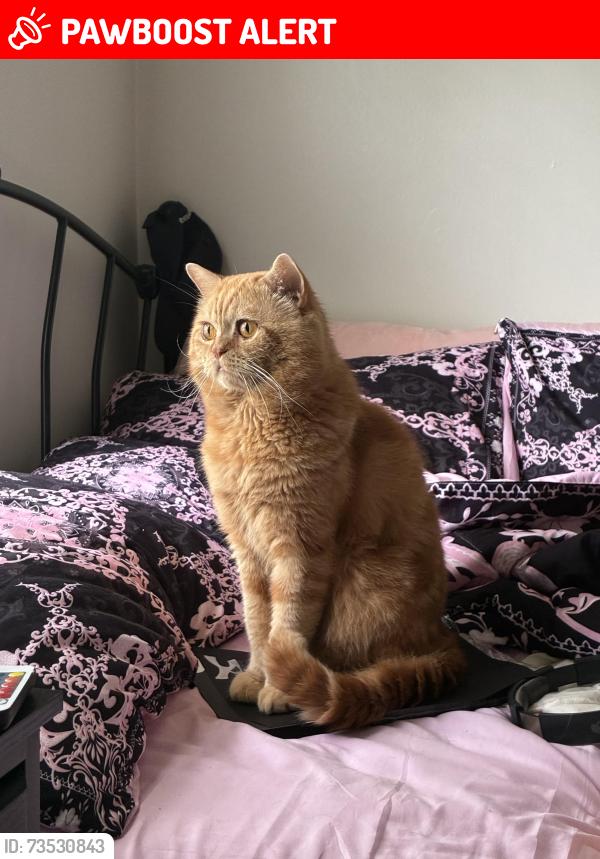 Lost Male Cat last seen North high school, Grosse Pointe Woods, MI 48236