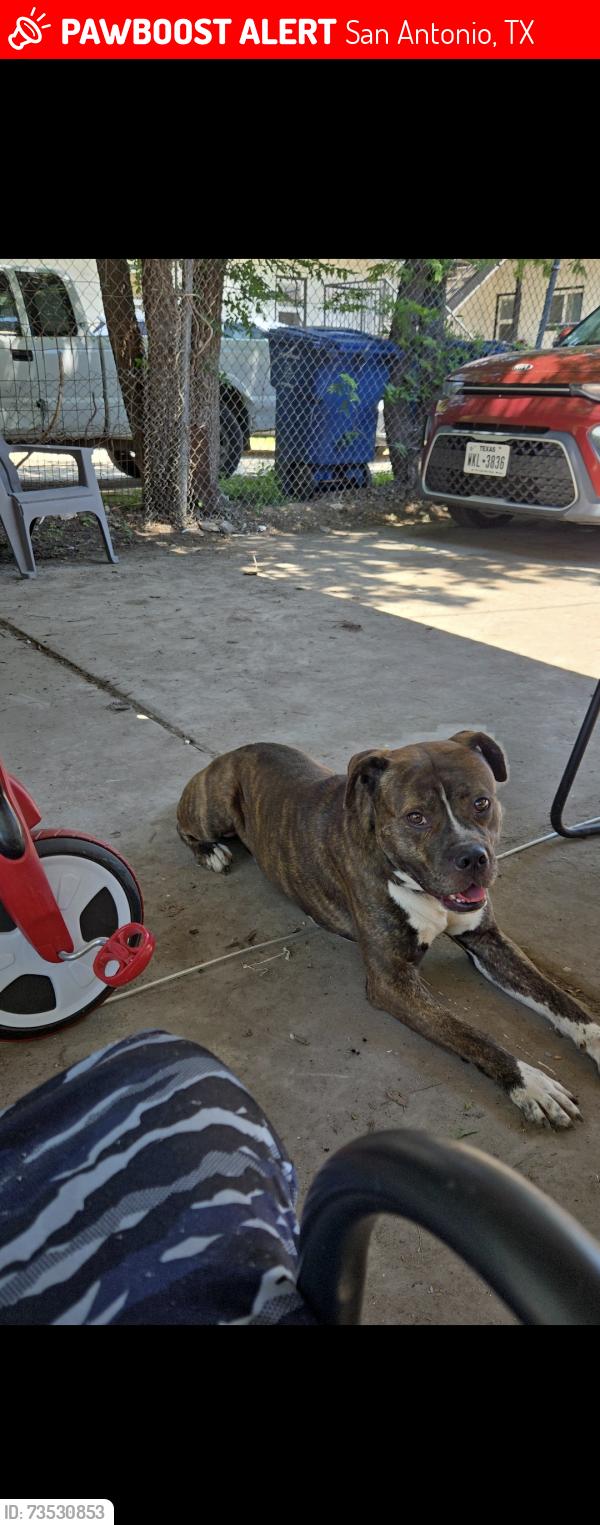 Lost Male Dog last seen Woodlawn lake, San Antonio, TX 78228