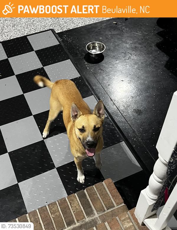 Found/Stray Male Dog last seen Wagon Ford Road, Beulaville, NC 28518