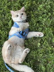 Lost Male Cat last seen Near block of Langford Road by the elementary school, Milford Mill, MD 21244