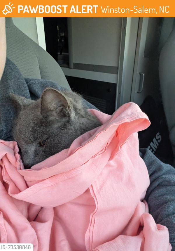Found/Stray Unknown Cat last seen Beneath the underpass near AHWF Baptist medical center, Winston-Salem, NC 27108