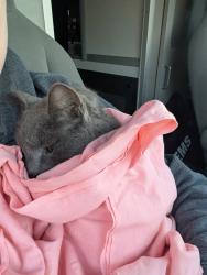 Found/Stray Unknown Cat last seen Beneath the underpass near AHWF Baptist medical center, Winston-Salem, NC 27108