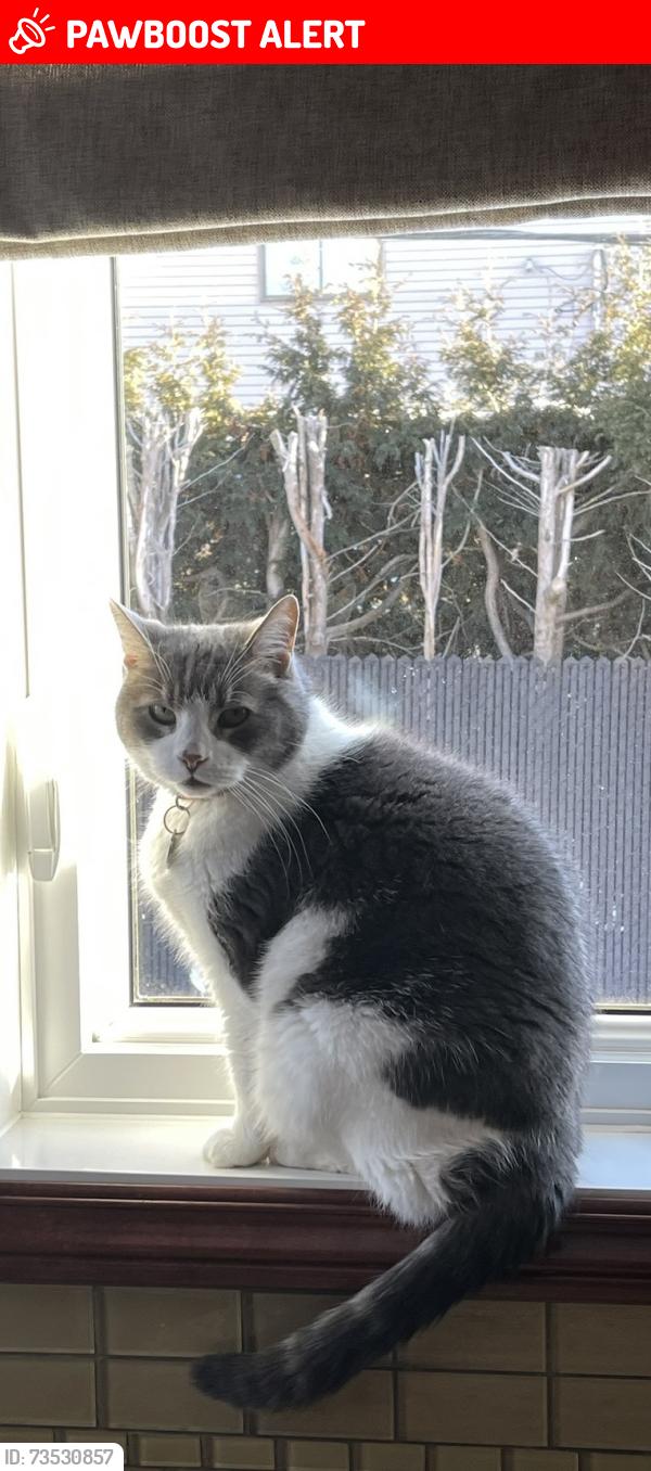 Lost Male Cat last seen Seville st and Sunnybrooke area, Dollard-des-Ormeaux, QC H9B 3E5
