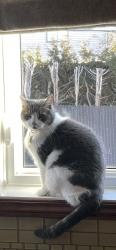 Lost Male Cat last seen Seville st and Sunnybrooke area, Dollard-des-Ormeaux, QC H9B 3E5