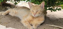 Reunited Male Cat last seen 30th st w, Palmdale, CA 93551