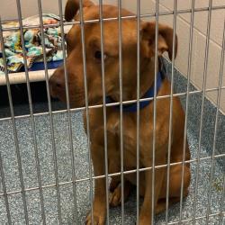 Shelter Stray Unknown Dog last seen , 980 Guilford College Rd, Greensboro, NC 27409, USA