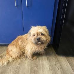 Shelter Stray Male Dog last seen , 2060 NE Rocky Ford Rd, Pinetta, FL 32350, USA