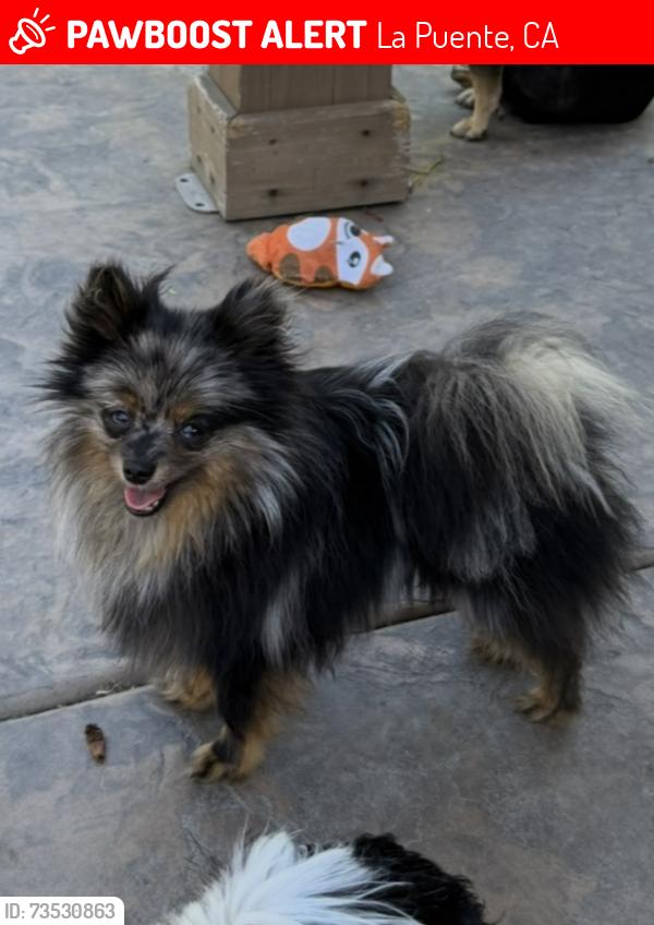 Lost Male Dog last seen Willow and Fairgrove, La Puente, CA 91746