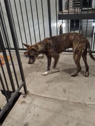 Found/Stray Male Dog last seen Near Callaghan Rd, San Antonio, TX 78228