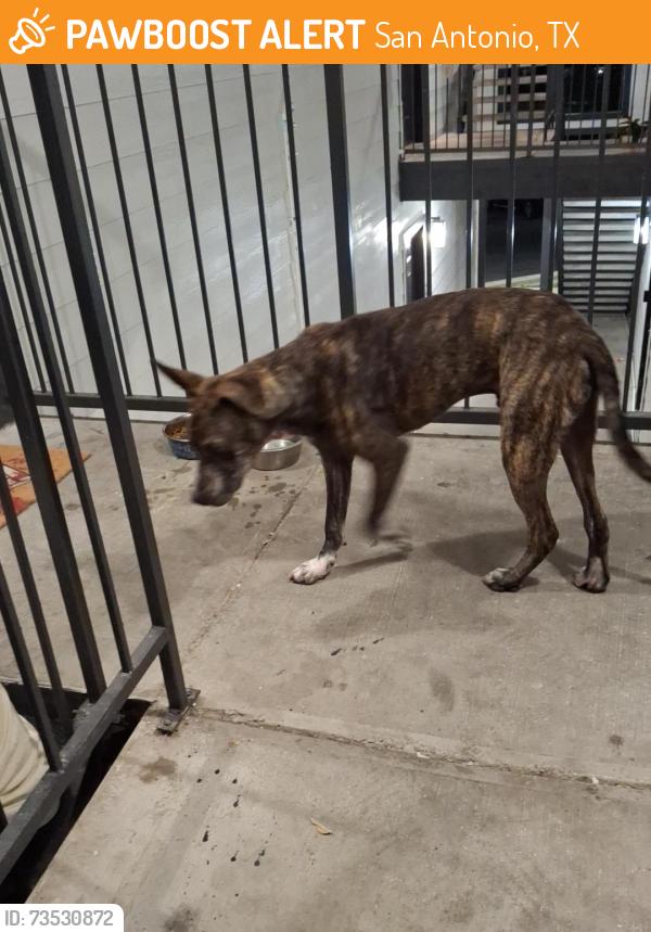 Found/Stray Male Dog last seen Near Callaghan Rd, San Antonio, TX 78228