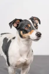 Reunited Male Dog last seen White Street, Near Food City, Cleveland, TN 37311