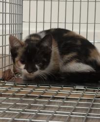 Lost Female Cat last seen DI American fork, American Fork, UT 84003