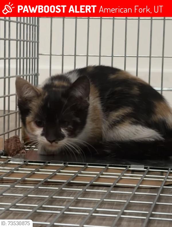 Lost Female Cat last seen DI American fork, American Fork, UT 84003
