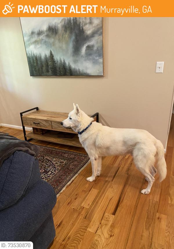 Found/Stray Male Dog last seen Wade whelchel Rd, Murrayville, GA 30564