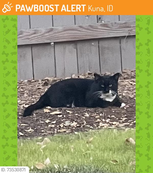Found/Stray Unknown Cat last seen South of Main in old town Kuna, Kuna, ID 83634