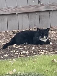 Found/Stray Unknown Cat last seen South of Main in old town Kuna, Kuna, ID 83634