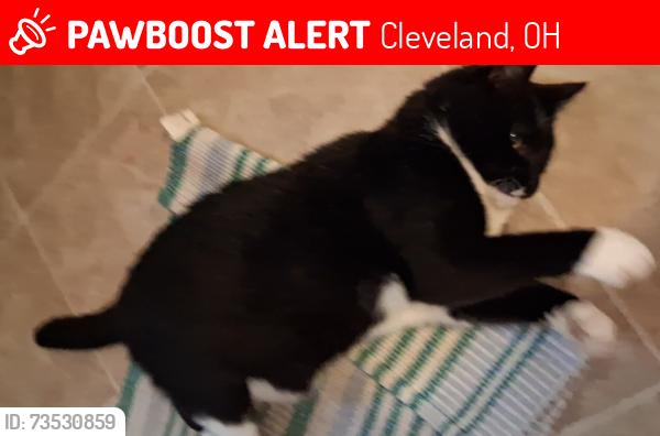 Lost Male Cat last seen Near Ira Cleveland, Cleveland, OH 44144
