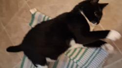 Lost Male Cat last seen Near Ira Cleveland, Cleveland, OH 44144