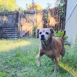 Reunited Female Dog last seen Camelot neighborhood off Gordon Rd, Spotsylvania County, VA 22407