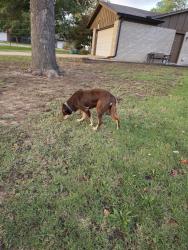 Reunited Male Dog last seen 101st and Elm Broken Arrow, Broken Arrow, OK 74011