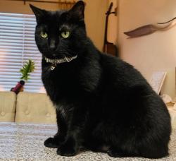 Lost Female Cat last seen Mallery Street, St. Simons Island, GA 31522