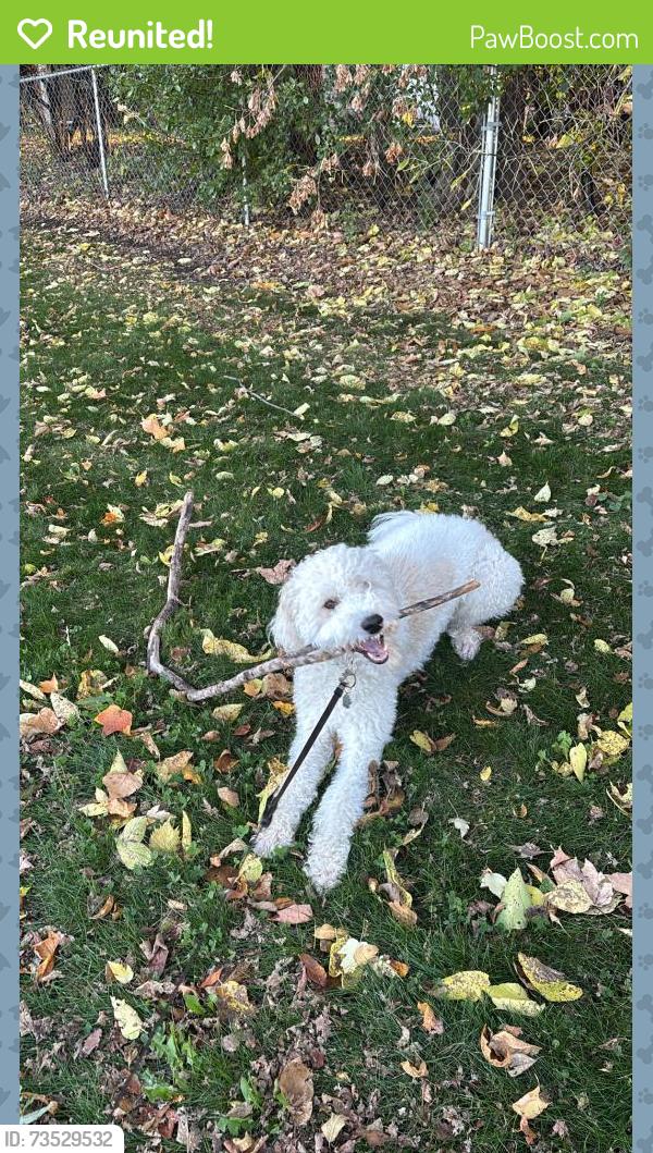 Reunited Female Dog last seen Soldiers Field Memorial Park, Rochester, MN 55902