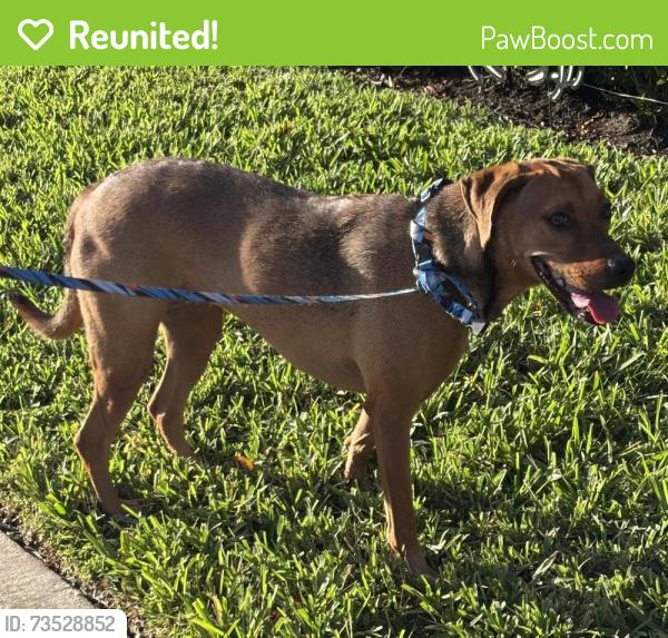 Reunited Unknown Dog last seen Port St. Lucie, Port St. Lucie, FL 34986
