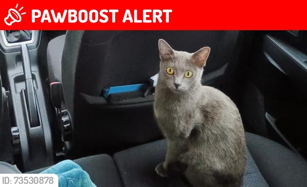 Lost Female Cat last seen Entering Royal Blackheath Golf Course, Greater London, England SE9 5BP