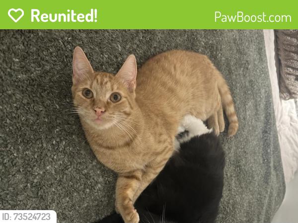 Reunited Male Cat last seen Near Bilby st, Halifax, NS B3K 1T4