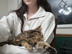 Reunited Female Cat last seen Delaware Avenue and Sumner Avenue, New Castle, PA 16105