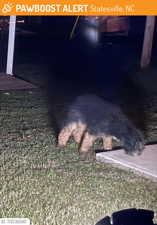 Found/Stray Unknown Dog last seen Foxfire Ct Statesville NC, Statesville, NC 28625